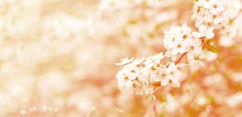 Peach fuzz color tinting. Branches of blossoming cherry blossom macro with soft focus with copy...