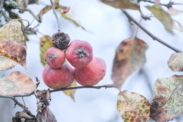 red ripe and rotten apples on a branch of apple tree