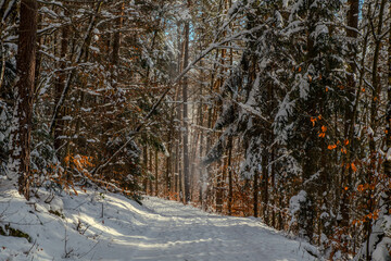 Snowy forest.