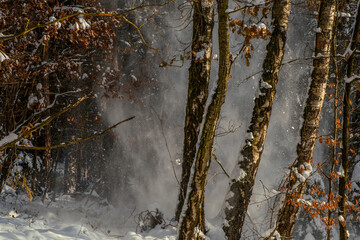Winter wonderland in the forest.