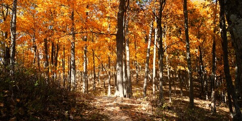 Appalachian Trail in Virginia in full fall autumn color