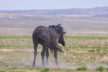 Fototapeta premium Wild Horse in the Utah Desert in Springtime