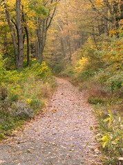 A walk in the autumn woods in Shenandoah National Park