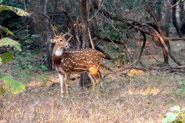Naklejka na ściany i meble A Spotted deer in forest also known as Chital OR Axis deer.