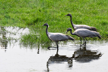 Common Crane very large and tall wetland bird.