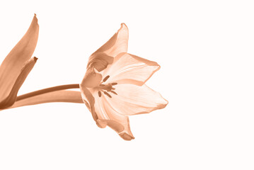 Blossoming peach tulip flower on white background. Color of the Year 2024