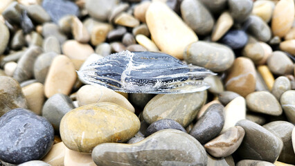 Sea butterfly on pebbles. Cavolinia uncinata