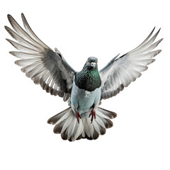 Close up of pigeon flying On Transparent Background