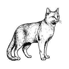 Chartreux cat outline