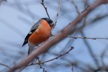 eurasian bullfinch on the tree