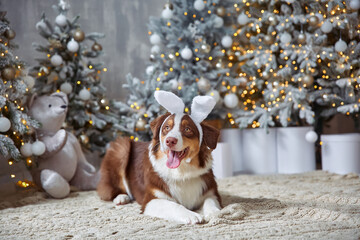 Close-up portrait of a tri-colored Australian Shepherd with bunny and deer ears on his head against...