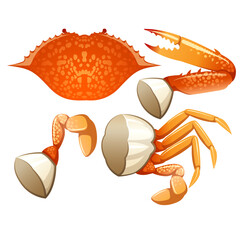 Seafood Raw crab isolated on white background. Hand drawn sketch of crab. Vector illustration. Fresh organic seafood.