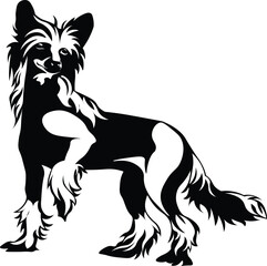 Cartoon Black and White Isolated Illustration Vector Of A Pet Puppy Chinese Crested Dog Standing