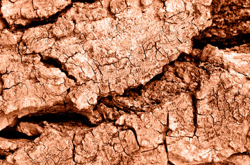The bark of an old tree. Natural background