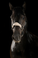 A beautiful black Canadian horse portrait