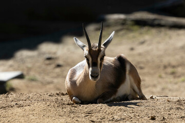 A small Speke’s Gazelle (Gazella spekei) laying on the ground while looking at the camera.