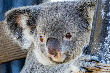 A close up of the face of a koala bear