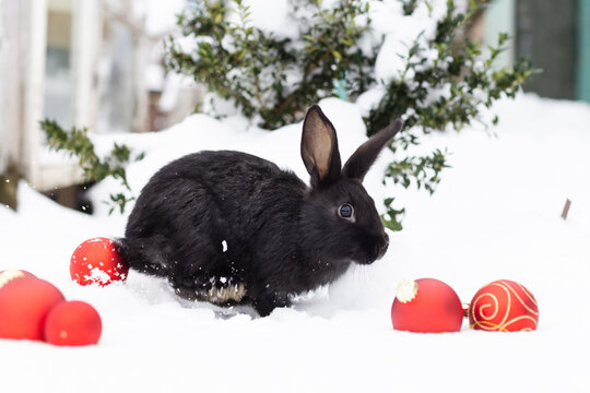 Jumping rabbit between red Christmas balls. Christmas concept.