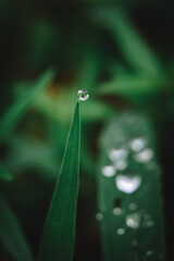 Water drops on leaf grass flowers in the meadow wild.