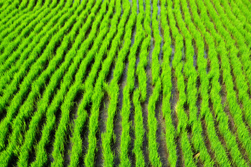 Green rice growing in a field in bali