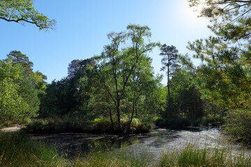 The pigeon pond, autumn in Fontainebleau forest