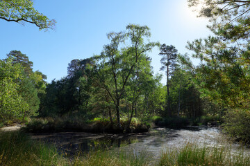 Fototapeta na wymiar The pigeon pond, autumn in Fontainebleau forest