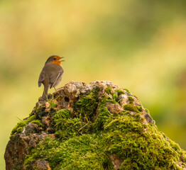portrait d'un magnifique petit rougegorge, très mignon, chantant, juché sur un joli rocher garni de mousse bien verte !