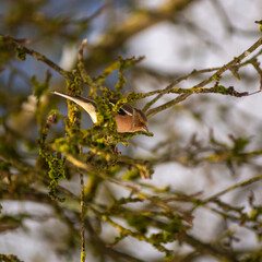 A chaffinch looks dpwm from a tree in a garden early in the morning
