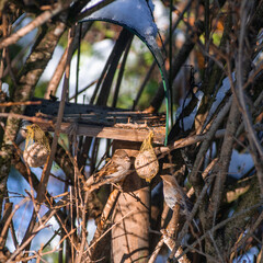 Two sparrows feed from a fatball hanging from a bird feeder in a hedge in winter