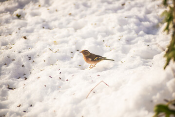 A chaffinch looks for seeds on snow covered ground in a sunny day.