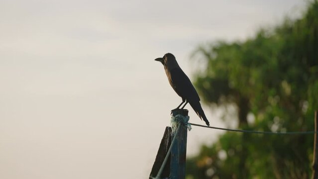 Silhouetted bird perched on cable at dawn. Quiet morning scene, single avian rests on wire, tranquil nature backdrop. Foliage silhouettes, early light sky, serene wildlife moment captured on film.