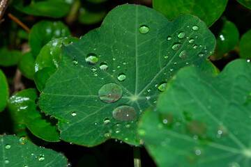 Rocio Verde Trebol Background