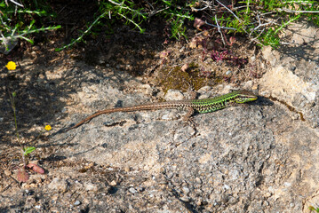 Skyros-Mauereidechse // Skyros wall lizard (Podarcis gaigeae) - Insel Skyros, Griechenland