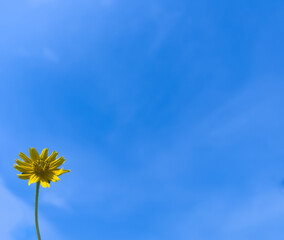 Fototapeta premium Little yellow flower on the blue sky