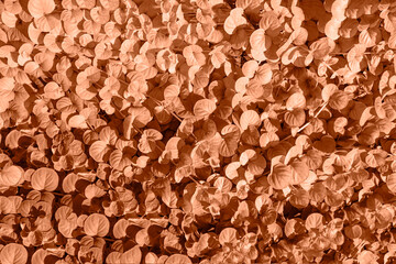 Background from leaves close-up in Color of the year 2024, Peachy Fuzz. Color of the year