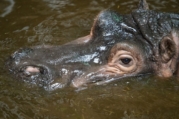 Part of the head of an amphibian hippopotamus in water.