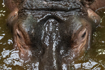 Part of the head of an amphibian hippopotamus in water.