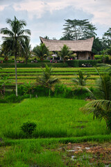 Fototapeta na wymiar rice terraces in bali