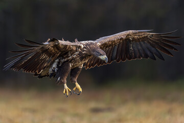 White Eagle tail 