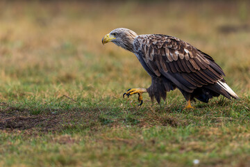 White Eagle tail 