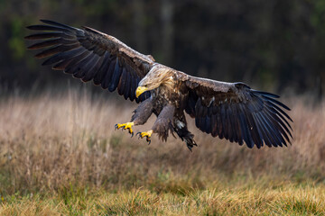 White Eagle tail 