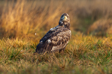White Eagle tail 