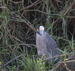 A Yellow-Crowned Night heron on the grassy bank of the Tarcoles River in Costa Rica