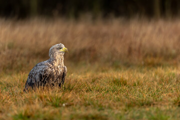 White Eagle tail 