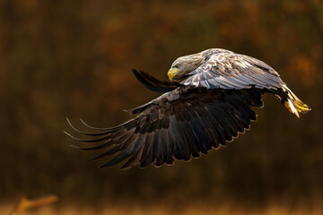 White Eagle tail 