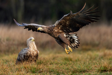 White Eagle tail 