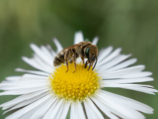 Furrow Bee Halictus subgenus Seladonia (e.g. Halictus subauratus, confusus, tumulorum, submediterraneum) on annual fleabane (Erigeron annuus)