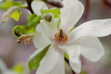 Last flowers of magnolia in the season. Beautiful White Magnolia Flower is fading. Close up of a pistil of magnolia flower in the end of flowering season.