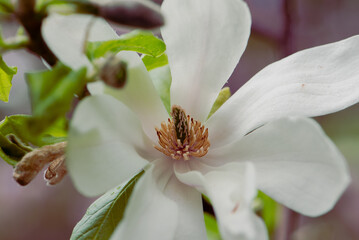 Last flowers of magnolia in the season. Beautiful White Magnolia Flower is fading. Close up of a pistil of magnolia flower in the end of flowering season.