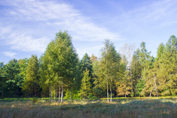 Birch trees in a forest - sunny summer day in Poland